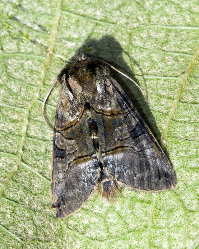 Noctuidae - Abrostola sp.